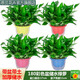 思蘭綠蘿盆栽大盆景室內(nèi)新房吸除甲醛鮮活綠植物花卉長藤大葉綠籮批發(fā) 180大彩色盆儲水綠蘿【4盆】10肥