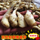 嫩姜芽 現挖仔姜生姜鮮姜食用農產(chǎn)品鮮子姜醋泡姜5斤新鮮嫩姜 2500g