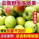 2025年云南酸多依果渣子果芽瀾滄酸多依果黎明酸多依果新鮮多依果 半斤裝