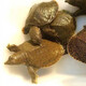 外塘好甲魚(yú)小王八中華鱉外塘甲魚(yú)苗水魚(yú)團(tuán)魚(yú)王八苗冷水養(yǎng)殖生態(tài)養(yǎng) 30-50克【大號(hào)苗 直接生態(tài)養(yǎng)殖】 2只情侶裝(公母搭配)