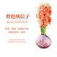 御春閣風(fēng)信子種球水培套裝室內陽(yáng)臺桌面四季水養花卉土培盆栽植物好養的 橙色單球+肥料