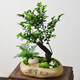 自然空間小葉黑骨茶盆栽室內植物禮品 知足常樂素陶紫檀+小仙鶴 源頭直發(fā)
