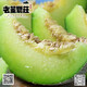磊山后老董農(nóng)莊【2粒裝】老董農(nóng)莊海陽網(wǎng)紋瓜一藤一瓜冰淇淋蜜瓜凈重4.5-5斤 彩色禮盒