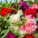 譽滿園（yumanyuan）薔薇花種子四季種子種植耐寒循環(huán)開花易活盆栽花卉種孑 鳳仙花種子100粒+肥料