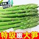 文枝新鮮蘆筍5斤當(dāng)季農(nóng)家蔬菜綠蘆筍青筍龍須菜冷鏈保鮮去白根 2斤 青蘆筍 中筍0.8-1.0cm