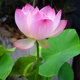 花無(wú)涯（huawuya）小型碗蓮苗根莖帶花根塊水生微型小荷花種藕荷花苗碗蓮根蓮花根 醉湘云 不含盆