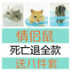 家養倉鼠寵物 銀狐布丁紫倉三線(xiàn)小寶寶 情侶鼠  包活 包健康 布丁一公一母情侶