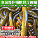 安峰山 蘇北鮮活野黃鱔魚(yú)現殺活體長(cháng)魚(yú)鱔魚(yú)滋補 默認鮮活宰殺，需要活體請留言 3兩每條【一斤稱(chēng)3-4條】1斤裝