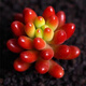 多肉植物小盆栽陽(yáng)臺豪華套裝組合網(wǎng)紅套餐綠植花卉植物好養包郵 虹之玉2-4CM加肥料 不含盆土