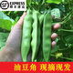 辰實(shí)【發(fā)順豐】新鮮東北油豆角 九月青開(kāi)鍋爛蔬菜 應季現摘豆角 3斤 （優(yōu)選）