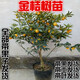 金桔盆栽樹(shù)苗金棗盆景四季帶果金橘子長(cháng)青室內外地栽食用桔子果樹(shù) 4年苗帶果子發(fā)貨 30cm(含)-40cm(不含)