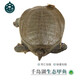 千島湖生態(tài)甲魚 水庫甲魚 母鱉食用水團(tuán)魚王八活體中華鱉 清水母鱉 鮮活 6齡1250g鮮活母鱉 生態(tài)甲魚-鮮活到家