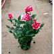 春沭 盆栽微型鉆石玫瑰月季室內陽(yáng)臺綠植物盆栽花卉帶花苞四季開(kāi)花花苗 抓破美人臉玫瑰 帶盆栽好