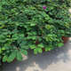 含羞草小盆栽室內(nèi)陽臺(tái)植物四季常青易種花卉怕羞草害羞草趣味植物 2盆含羞草（原盆） 不含盆