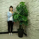 仿真綠植搖錢(qián)樹(shù)發(fā)財(cái)樹(shù)盆栽樹(shù)假花客廳大型花卉 1.7米金錢(qián)富貴樹(shù)帶盆+草