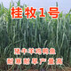 正宗無(wú)毛甜象草巨菌草種節種子新型皇竹草四季多年生高產(chǎn)耐寒牧草昂景 桂牧一號106節53根【一根2芽】