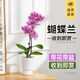 臨雅【帶花帶盆】蝴蝶蘭盆栽大花型客廳帶花苞年宵花卉開(kāi)業(yè)送禮真鮮花 玫紅色系-2花箭+白塑料盆+吊牌
