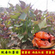 園藝 紅薯苗蜜薯苗山東煙薯25苗地瓜苗西瓜紅六鰲蜜薯紫薯苗脫毒紅薯苗 煙薯25苗50棵 0.1斤