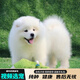 寵六福薩摩耶幼犬純種熊版寵物狗狗活體小狗活物幼崽 寵物級 S級 公