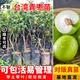 芥圃青棗樹(shù)苗 官方旗艦 嫁接青棗苗蘋(píng)果棗牛奶棗臺灣青棗果苗帶葉發(fā)貨 臺灣大青棗苗 【帶土帶葉發(fā)貨】 2年苗 高度：40-60公分