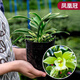 帝王妃蘭花整盆發(fā)貨妃矮種金邊蘭盆栽花濃香型常青室內綠植好 鳳凰冠(濃香型) 去盆發(fā)貨 +肥 6苗以上
