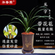 華香園蘭花 龍字 春蘭老八種之一 濃香型不帶花苞室內外辦公室內綠植 龍字5苗帶盆(棕直筒)帶花苞