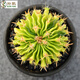 仙人球實(shí)生多肉植物仙人球仙人掌會(huì )開(kāi)花一物一拍小盆栽套餐 多凌玉錦5cm 裸根不帶土