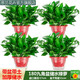 思蘭綠蘿盆栽大盆景室內(nèi)新房吸除甲醛鮮活綠植物花卉長藤大葉綠籮批發(fā) 180大紅九角儲水綠蘿【4盆】10肥