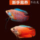 墨之瑤麗麗魚(yú)曼龍魚(yú)活體熱帶魚(yú)觀(guān)賞魚(yú)活體練手魚(yú)不打氧金魚(yú)新手魚(yú)好養活 4-5厘米五彩和血麗麗混搭4條