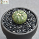 仙人球實(shí)生多肉植物仙人球仙人掌會(huì )開(kāi)花一物一拍小盆栽套餐 兜1.5cm 裸根不帶土
