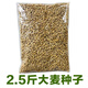 昂啟 麥苗種 小麥苗種子小麥草種子 無土栽培麥芽糖芽苗菜大麥種子 2.5斤大麥種子