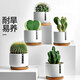 綠蔭巷子仙人掌球多肉植物盆栽室內(nèi)類電腦桌面綠植小盆栽組合好養(yǎng)肉肉盆景 推薦【易養(yǎng)五盆組合】白瓷含托盆 含盆