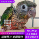 豪蚨雛鳥(niǎo)鸚鵡活體幼鳥(niǎo)手養(yǎng)鳥(niǎo)說(shuō)話(huà)鳥(niǎo)半毛虎皮牡丹玄風(fēng)鳥(niǎo)小太陽(yáng)雛鳥(niǎo)豪蚨 黃邊小太陽(yáng)雛鳥(niǎo)1只