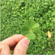 美外三葉草四葉草種子幸運草植物四季好種易活園林綠化庭院花草 四葉草種子500粒