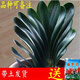 惜林園君子蘭苗四季君子蘭盆栽老苗室內(nèi)植物圓頭和尚好養(yǎng)大小苗當(dāng)年開花 13-16片葉子【品種備注】 不含盆