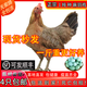 純種麻羽雞活苗高產(chǎn)綠殼蛋雞活苗產(chǎn)蛋王雞母雞草雞脫溫苗土雞活苗 正宗綠殼雙黃蛋麻羽雞 8兩-1斤6只（5母1公）