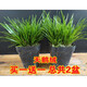 碧候蘭園微型盆景金錢菖蒲苗黃金姬虎須隨手香苗綠植水培迷你小盆栽蘭花草 2盆天鵝絨菖蒲