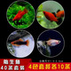 卡奇魚(yú) 胎生魚(yú) 瑪麗球魚(yú)熱帶觀(guān)賞魚(yú)淡水魚(yú)活體魚(yú)寵物魚(yú)寵物活體麗麗曼龍 藍月+牡丹+黑尾+紅月光各10只