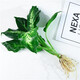 中夢(mèng)花卉盆栽水培植物室內(nèi)花綠植水養(yǎng)盆栽 銀皇后1棵 不含盆
