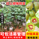 芥圃獼猴桃樹苗嫁接獼猴桃苗紅心黃心綠心軟棗獼猴桃苗奇異果樹苗 紅心獼猴桃苗 帶土帶葉發(fā)貨 高度30-40cm