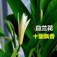 白蘭花盆栽 嫁接黃角蘭黃桷蘭白玉蘭黃玉蘭花苗樹苗庭院苗 白蘭4年苗70cm高當年開花 不含盆