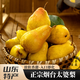 青惠悠山東煙臺(tái)太婆梨軟糯大頭香蕉啤梨老媽子丑茄面梨菇水果特產(chǎn)整箱 太婆梨4.5斤【大果150g+】