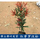 四季紅芽羅漢松 海島羅漢松苗 盆栽羅漢松 盆景造型樹 庭院常青樹 紅芽羅漢松30cm-50cm高 其他