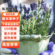 耘淘普羅旺斯薰衣草種子四季種易活庭院陽(yáng)臺盆栽室內花籽蚊蟲(chóng)香草種孑 普羅旺斯薰衣草500粒