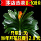 雅卉君子蘭盆栽精品綠植花卉植物室內(nèi)圓頭和尚帶花苞大苗當(dāng)年開(kāi)花 精品君子蘭7-9片葉子+生根粉 不含盆