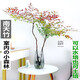 水培植物南天竹盆栽水養(yǎng)室內(nèi)富貴竹綠植吊鐘馬醉木好養(yǎng)花卉盆景 40-50cm+50-60cm兩株單發(fā)植物
