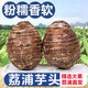 三頌廣西荔浦的芋頭新鮮大芋頭現(xiàn)挖粉香芋頭 低脂早餐 粉糯香甜 5斤大果（3-5個裝）