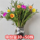 太陽(yáng)花盆栽多色重瓣帶根室外花卉宿根植物 太陽(yáng)花（30~50株）混色 不含盆