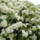 木香花種子四季種易活花卉種籽觀(guān)花植物室內外盆栽庭院種花種 白色木香花100粒+肥料