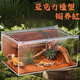 春錦秋鯉爬寵亞克力飼養(yǎng)盒爬蟲(chóng)寵物守宮箱蝸牛蜥蜴角蛙蛇蜘蛛生態(tài)螳螂缸 中號(hào)亞克力飼養(yǎng)箱20*15*10